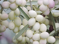 White Olive Tree Cuttings – 3 Pack, Olea europaea, Rare Mediterranean Fruit Tree for Rooting & Grafting