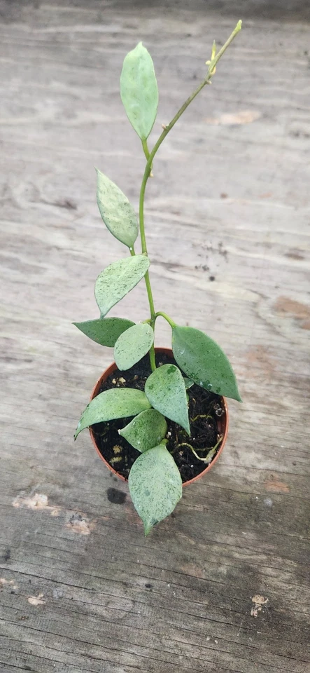 Hoya Krohniana ‘Super Silver’ Propagation Cup – Silver Leaf Trailing Indoor Houseplant, Rooted Wax Plant Starter
