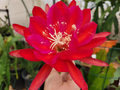 Epiphyllum ‘Burning Dream’ Unrooted Cuttings 8–10" | Rare Orchid Cactus Segment