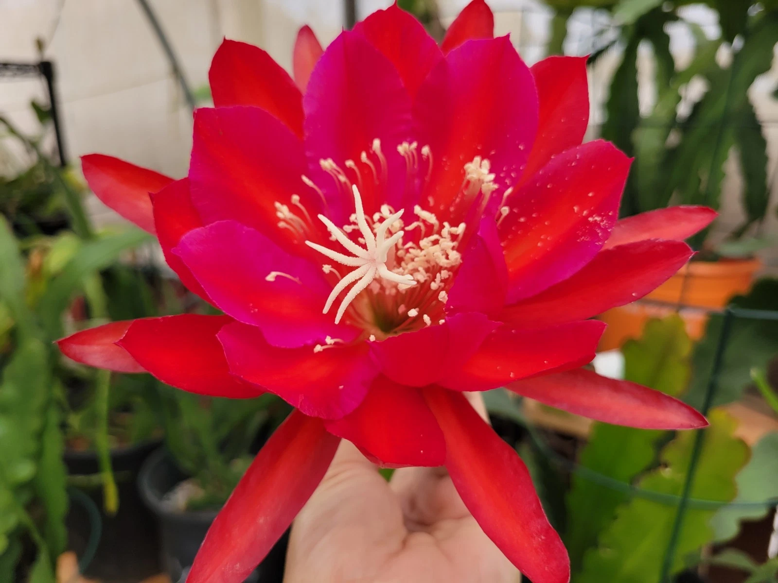 Epiphyllum ‘Burning Dream’ Unrooted Cuttings 8–10" | Rare Orchid Cactus Segment