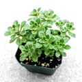 Aeonium Irish Bouquet – Live 2” Aeonium lindleyi var. viscatum Succulent for Pots & Rock Gardens