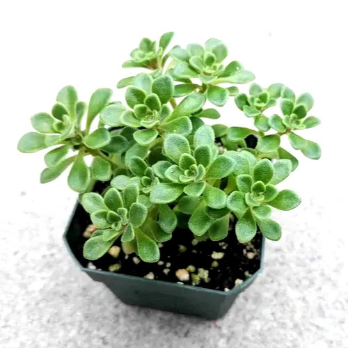 Aeonium Irish Bouquet – Live 2” Aeonium lindleyi var. viscatum Succulent for Pots & Rock Gardens