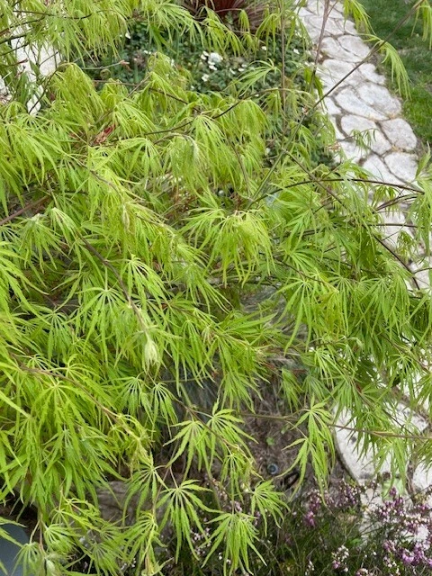 Japanese Dwarf Maple Tree Cuttings – 6 Fresh 6-Inch Acer palmatum Cuttings for Rooting and Grafting