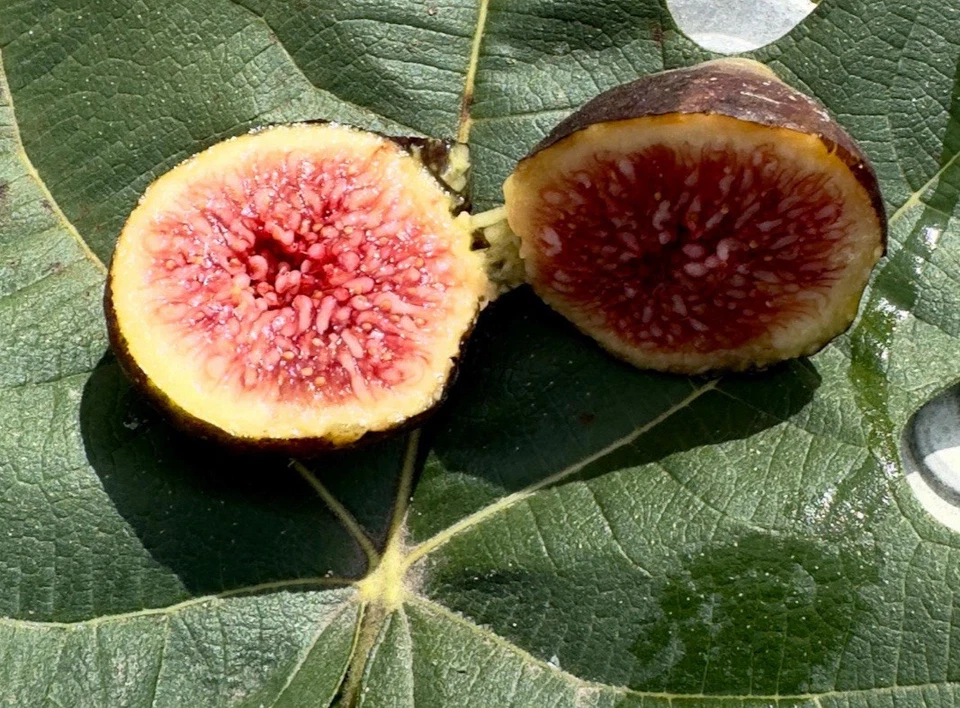 Brown Turkey Fig Cuttings – 8 Unrooted Ficus carica Propagation for Garden or Container Planting