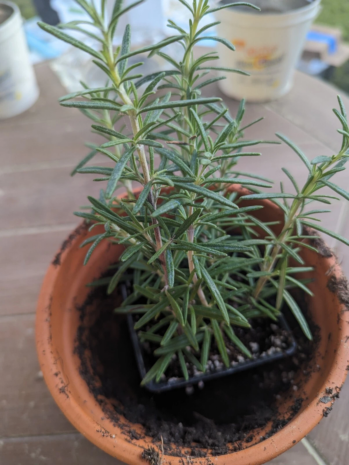 Rosemary Rooted Cuttings – Lot of 2 Live Salvia rosmarinus Plants 5–8 Inches, Bare Root Herb
