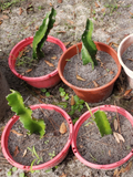 American Beauty Dragon Fruit Cuttings – 3 Unrooted Red Pitaya Cactus Stem Cuttings for Propagation, Tropical Climbing Cactus, Hylocereus spp.