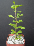Pereskia portulacifolia – Rare Caudex Cactus Plant, 2 Inch Starter for Bonsai