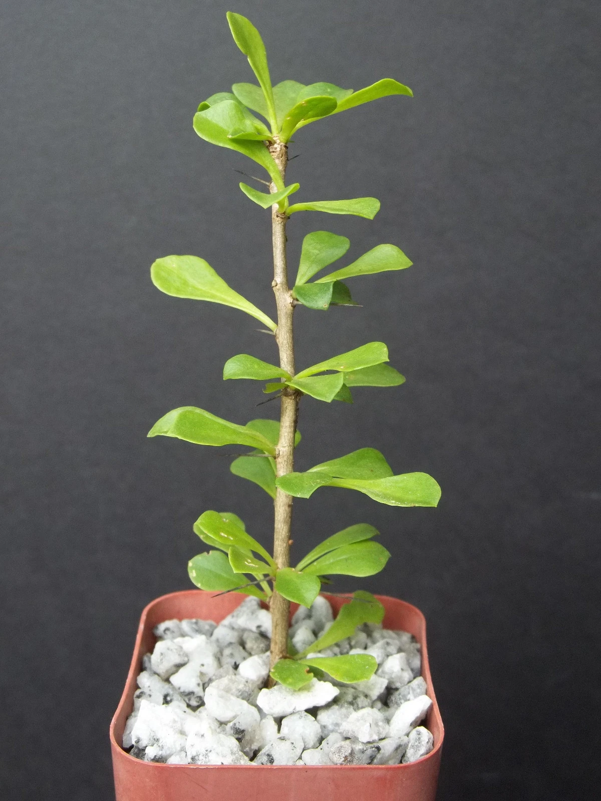 Pereskia portulacifolia – Rare Caudex Cactus Plant, 2 Inch Starter for Bonsai