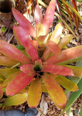 Neoregelia ‘Super Fireball’ Bromeliad Live Plant, Compact Red Exotic Sun-Loving Variety for Pots & Tropical Gardens
