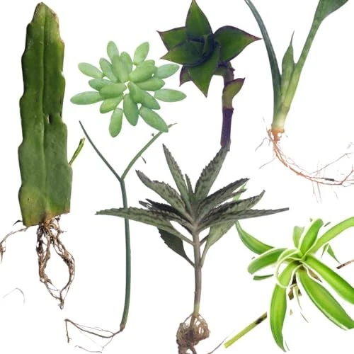 Indoor Plant Cuttings Variety Pack – 7 Easy-Root Houseplants Including Queen of Night & Burro’s Tail