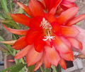 Orange Epiphyllum Orchid Cactus Cutting – Unrooted Stem 12–16 Inches for Propagation, Trailing Epiphytic Cactus, Bright Orange Blooms