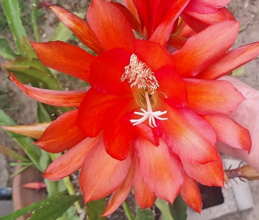 Orange Epiphyllum Orchid Cactus Cutting – Unrooted Stem 12–16 Inches for Propagation, Trailing Epiphytic Cactus, Bright Orange Blooms