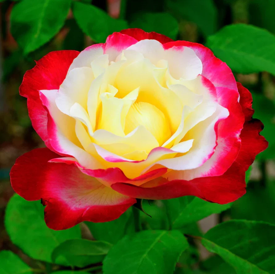 Double Delight Rose Live Plant – Bi-Color Fragrant Rose, 5–8 Inch Bare Root Starter, Rosa ‘Double Delight’