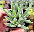 Crassula Mesembryanthemoides ‘Tenelli’ Succulent - 2 Inch Live Plant with Soft Fuzzy Foliage