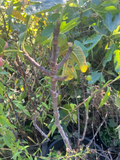 Bordissot Rossa Fig Tree Cuttings - 3 Unrooted Ficus carica Stems Heirloom Variety