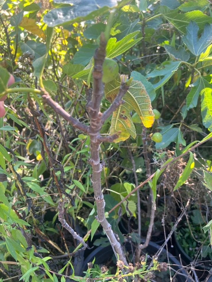 Bordissot Rossa Fig Tree Cuttings - 3 Unrooted Ficus carica Stems Heirloom Variety