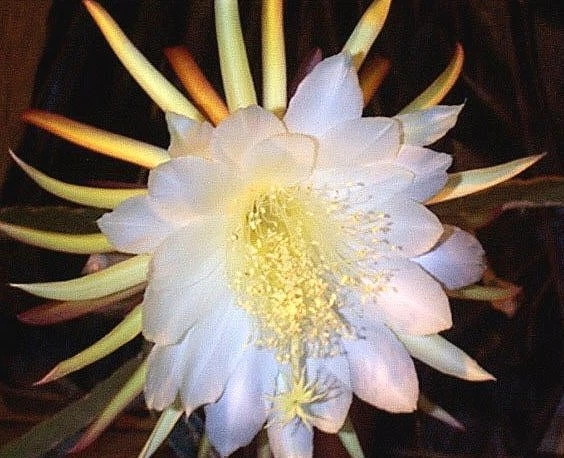 Dragon Fruit Epiphyllum Cactus Cuttings – 2 Live Succulent Stems for Rooting, Pitahaya, Orchid Cactus, Hylocereus, Epiphyllum
