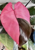 Pink Princess Philodendron Cutting – Variegated Philodendron erubescens Node for Propagation Indoor Houseplant