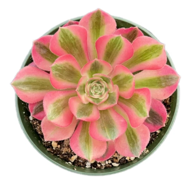 Aeonium Pink Witch Succulent Cutting – 2–6 Inch Rosette Plant for Propagation & Container Gardening