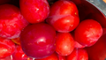 4 Japanese Red Plum Tree Cuttings – Unrooted 6-8 Inch Stems for Propagation
