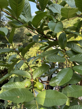 Tikal Guava Tree Cuttings – Psidium Guajava Live Cuttings for Planting