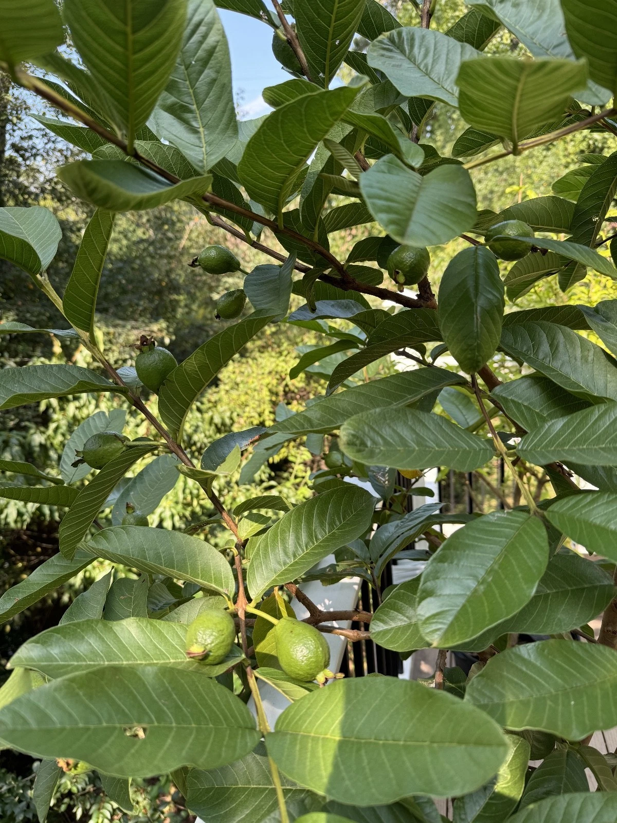 Tikal Guava Tree Cuttings – Psidium Guajava Live Cuttings for Planting