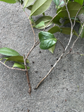 Fresh Pink and White Camellia Japonica Cuttings – Unrooted Live Branches for Propagation, Evergreen Shrub, Garden or Container Plant