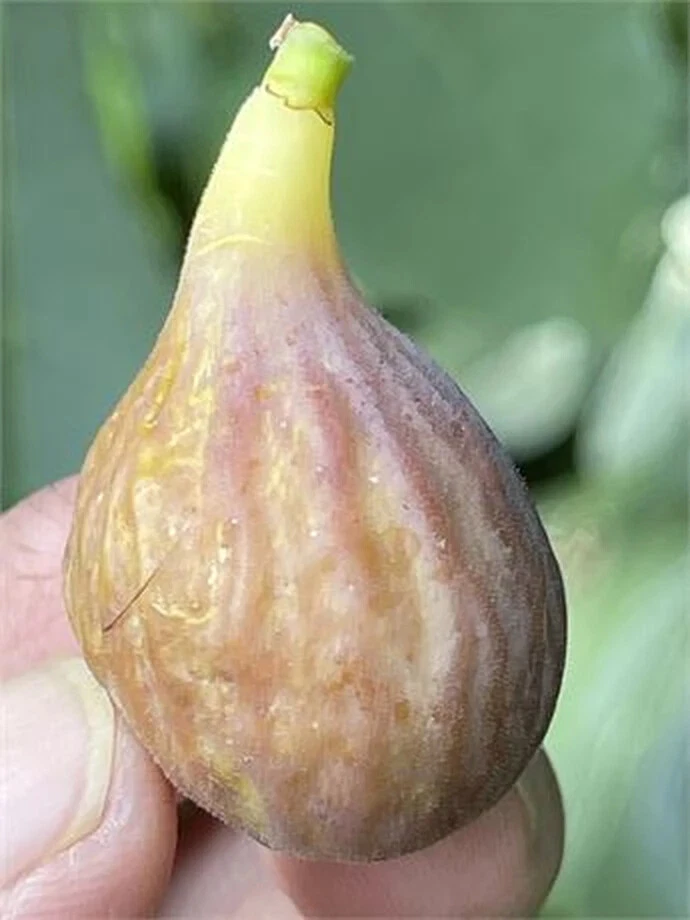 Celeste Fig Cutting – Unrooted Ficus carica ‘Celeste’ Propagation Planting, 8+ Inch Long with 3+ Nodes
