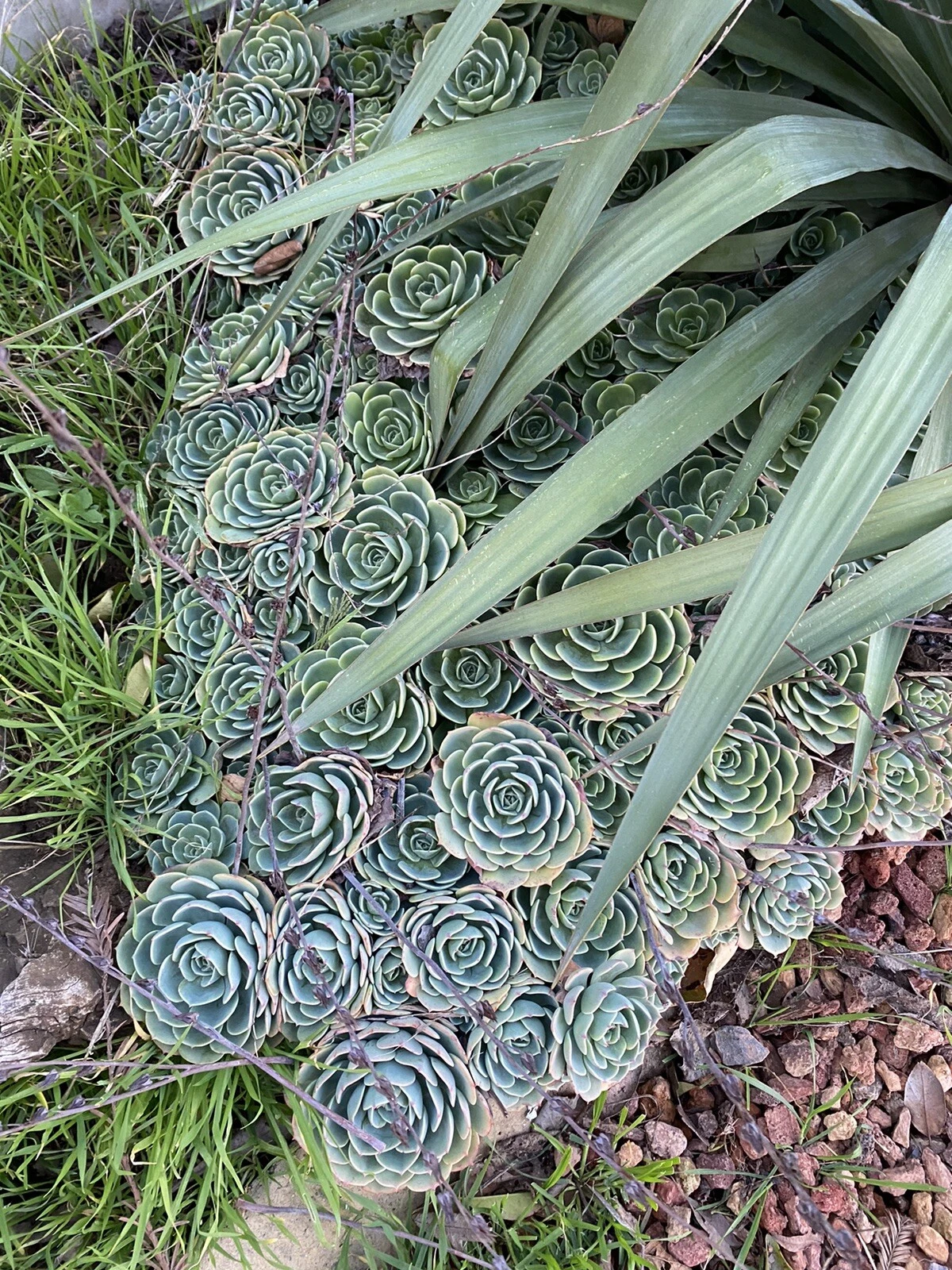 Echeveria secunda Cuttings 5 Pack - 3" Rosette Succulents for Pots & Arrangements