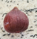 Brown Turkey Fig Cuttings – 25 Unrooted Ficus carica Propagation Material, 10 Inch Long Tree Cuttings for Rooting
