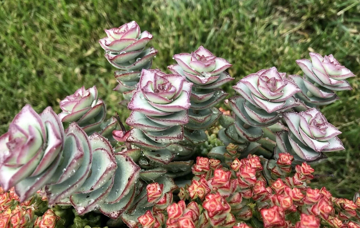 Crassula Perforata ‘String of Buttons’ – 2 Fresh 3–4" Succulent Cuttings for Rooting