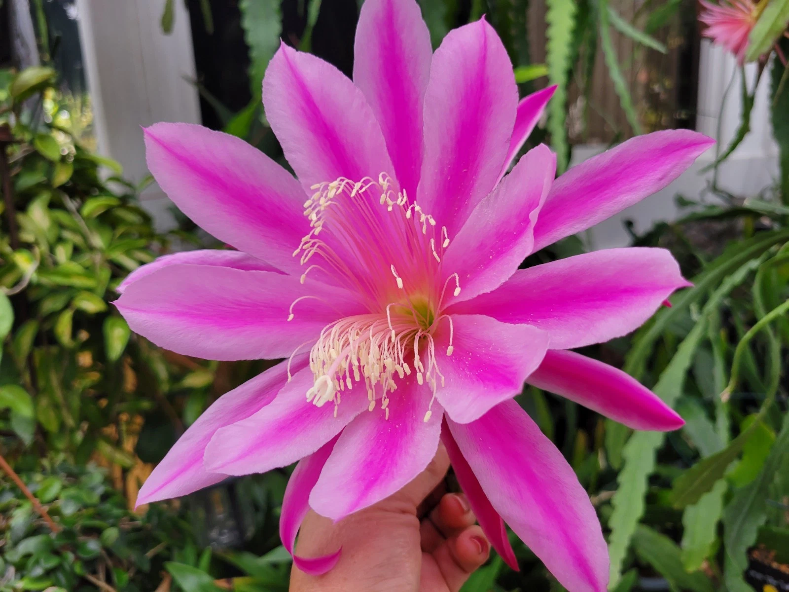 Epiphyllum ‘Altitude’ Unrooted Cuttings – 8–10 Inch Orchid Cactus Propagation Planting Material
