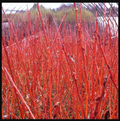 Unrooted Flame Willow Cuttings – 5 Salix ‘Flame’ Red Orange Ornamental Stems for Planting