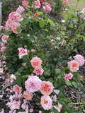 Lady Ashe Climbing Rose Cuttings – 5 Unrooted Rosa Hybrid Fragrant Blooms for Trellises & Arches