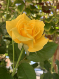 Radiant Perfume Rose Unrooted Cuttings – Large Yellow Fragrant Rose Stems for Propagation, Garden Planting, Rose Bushes