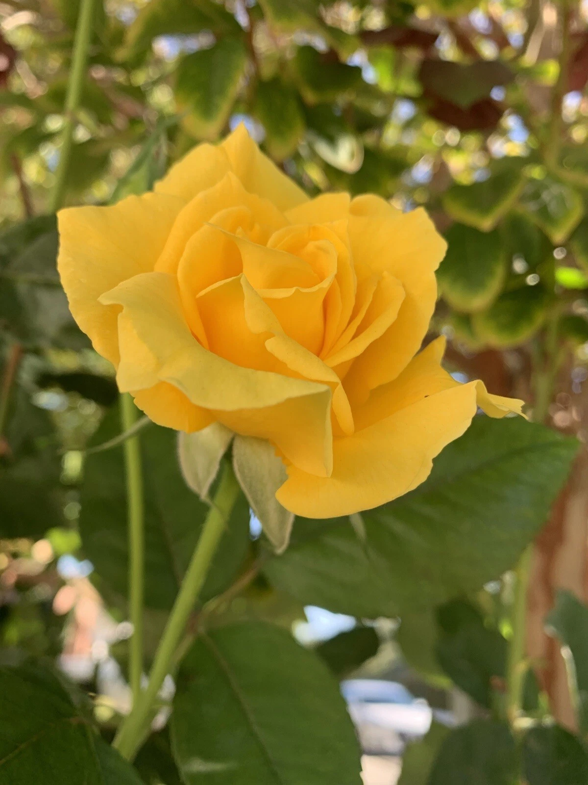 Radiant Perfume Rose Unrooted Cuttings – Large Yellow Fragrant Rose Stems for Propagation, Garden Planting, Rose Bushes