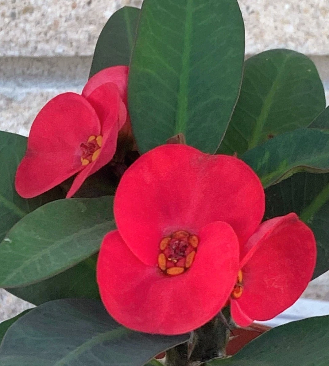 Scarlet Crown of Thorns Cutting – Euphorbia milii, Bright Red Blooms, Unrooted Propagation Stem, Drought-Tolerant Succulent Plant