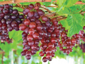 Catawba Red Grape Vine – Live Rooted Vitis Labrusca Plant for Wine, Juice & Jelly