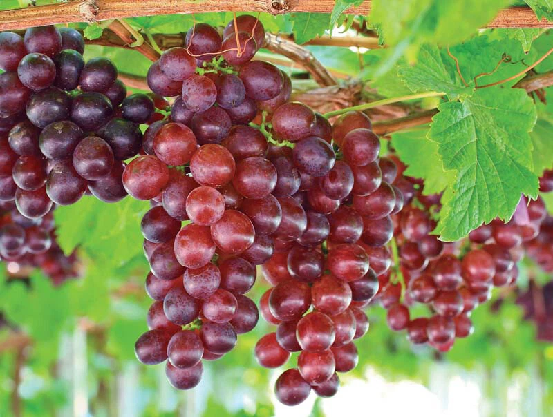 Catawba Red Grape Vine – Live Rooted Vitis Labrusca Plant for Wine, Juice & Jelly
