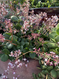 Fairy Crassula Succulent Cuttings – Crassula multicava, 6 Live Unrooted Propagation Plants
