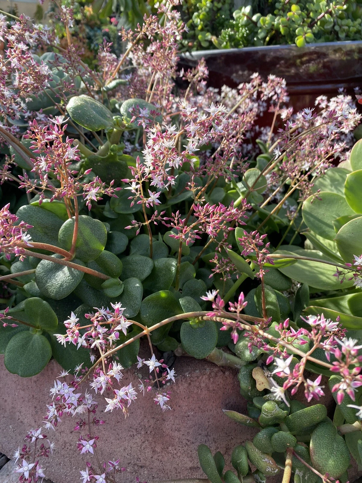 Fairy Crassula Succulent Cuttings – Crassula multicava, 6 Live Unrooted Propagation Plants