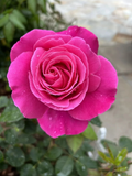 Dark Pink Fragrant Rose Cuttings – 5 Fresh Large Bloom Garden Rose Stems for Planting