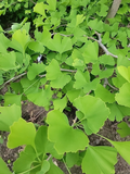 Fresh Organic Ginkgo Leaves – 150 Natural Leaves for Crafts & Resin Art