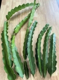 Florida Yellow Dragon Fruit Cuttings - Unrooted Self-Pollinating Pitaya Vine, Selenicereus megalanthus, Large Size
