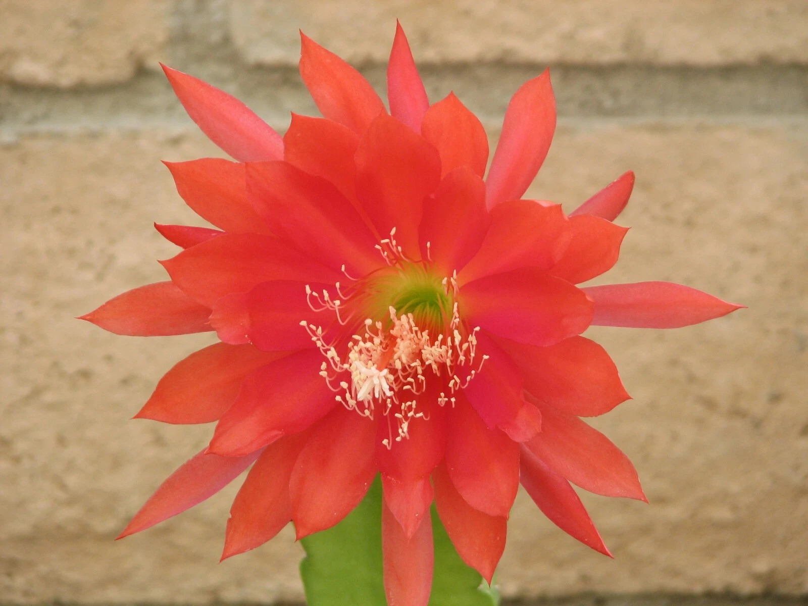 Epiphyllum Orchid Cactus Cutting – Orange Red Bloom Hybrid – Unrooted Indoor Plant Segment