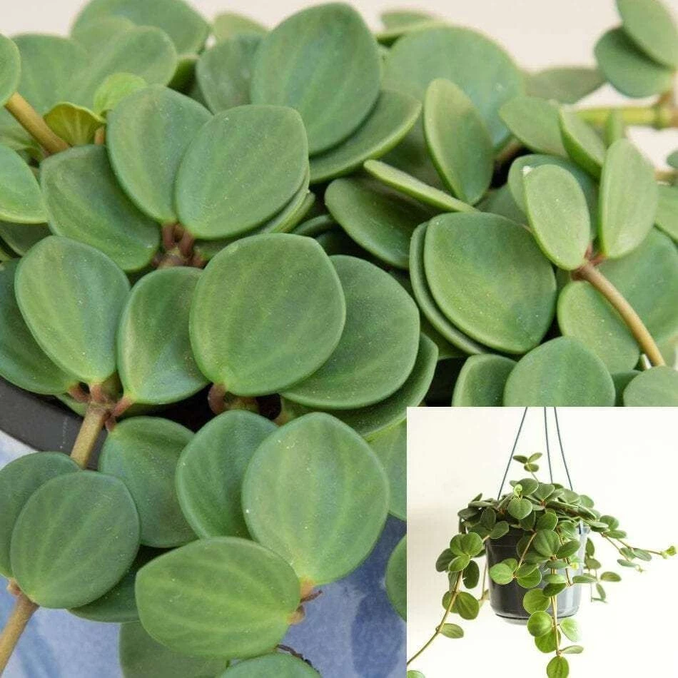 15 Peperomia Hope Cuttings – 6" Unrooted Trailing Foliage Houseplant Starter Set