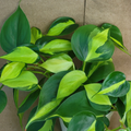 Philodendron Brasil Live Plant – 3-Inch Pot Variegated Hederaceum Indoor Vine for Pots, Shelves & Hanging Planters