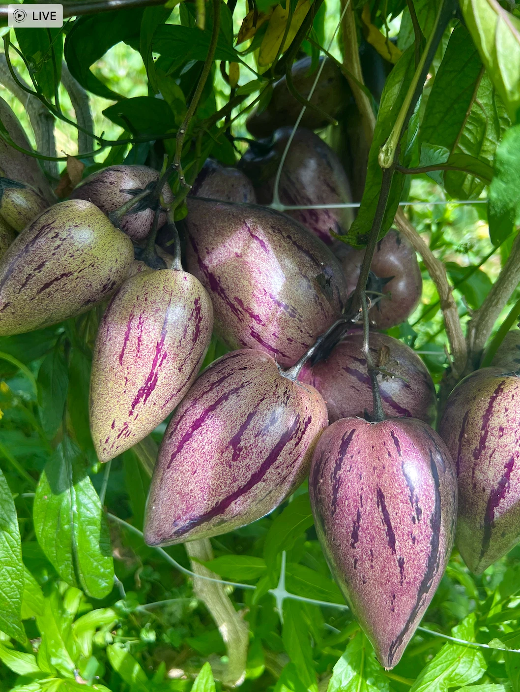 Purple Pepino Melon Cuttings – 6 Unrooted Solanum Muricatum Propagation Material