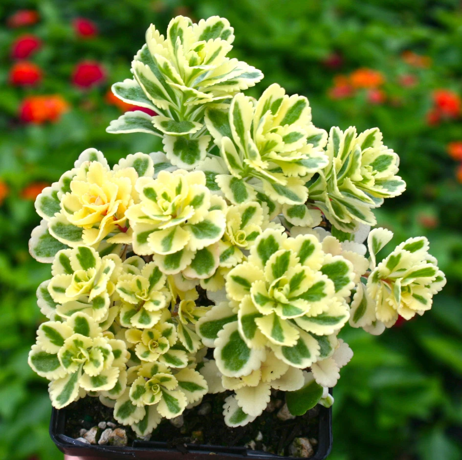 Sedum Atlantis Variegated Succulent in 2in Pot, Green and Cream Foliage, Drought Tolerant, Indoor & Outdoor Garden Stonecrop