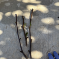 Sugarcane Jujube Scions – 3 Unrooted Grafting Cuttings, Ziziphus jujuba Fruit Tree, 8" Fresh Propagation Material